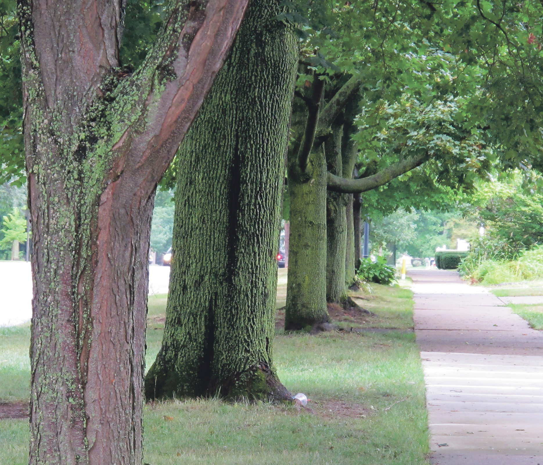Warren Tree The city of Warren is giving out trees | News, Sports, Jobs - Times ...